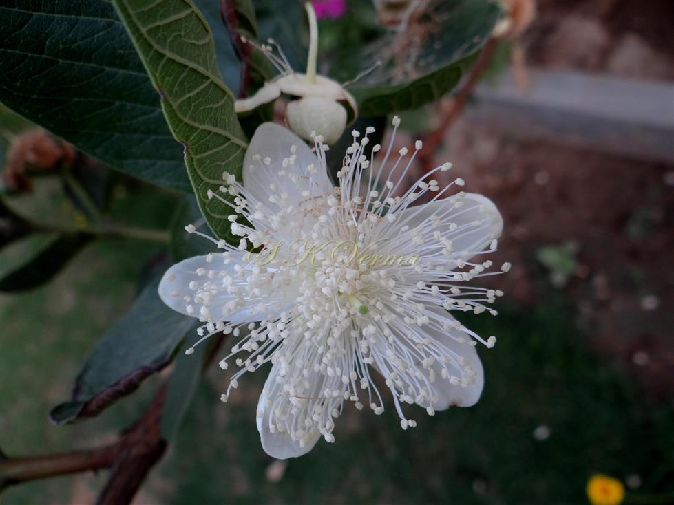  Flower